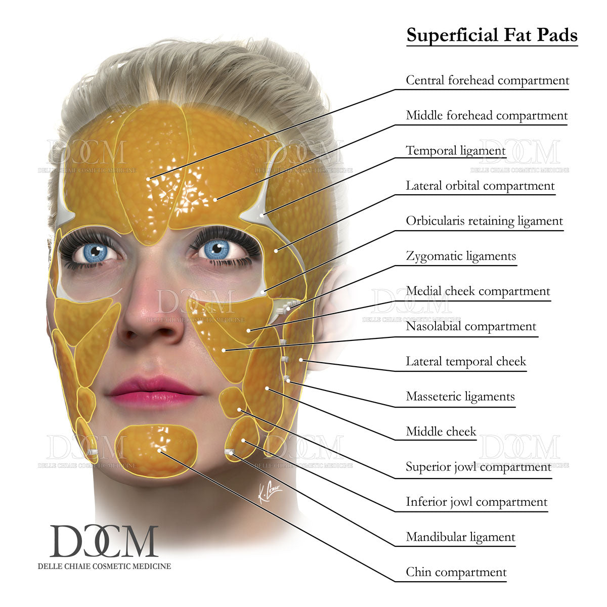 Superficial Fat Pads Poster