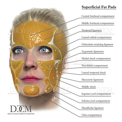 Superficial Fat Pads Poster