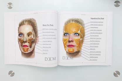 Facial Anatomy Manual